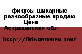 фикусы шикарные разнообразные продаю › Цена ­ 1 000 - Астраханская обл.  »    